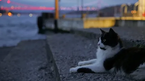 Город кошек — кадр 2