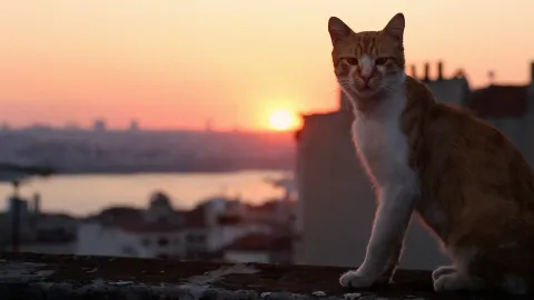 Город кошек — кадр 7