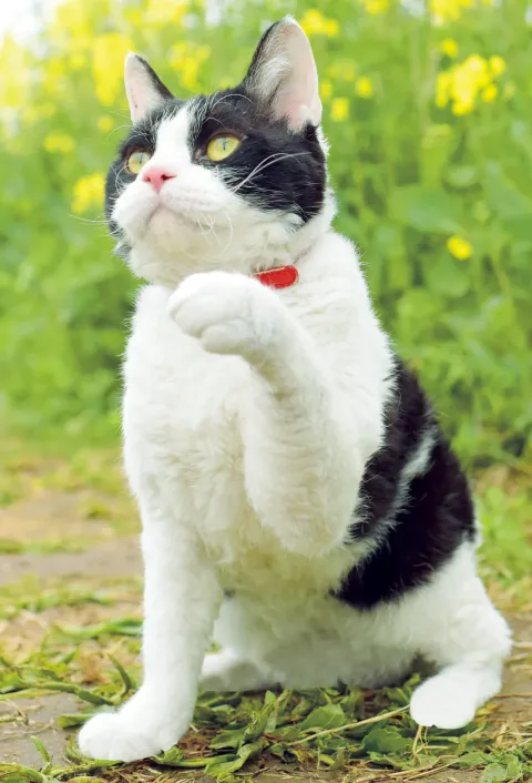 Хроники путешествующей кошки — кадр 4