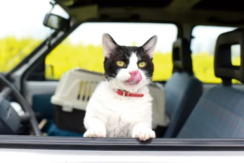Хроники путешествующей кошки — кадр 6