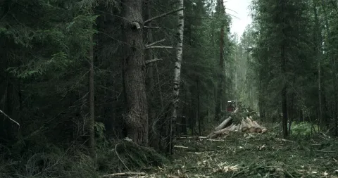 Лес — кадр 2