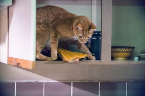 Подарок от кота Боба — кадр 9