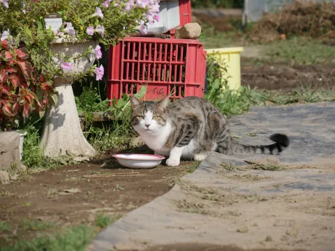 Кошки Японии — кадр 3