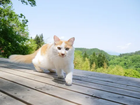 Кошки Японии — кадр 9