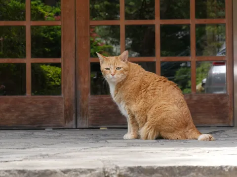 Кошки Японии — кадр 11