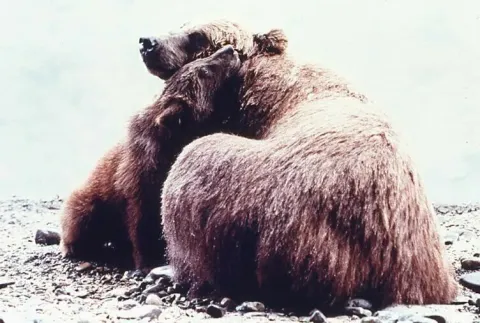 Медведь — кадр 7