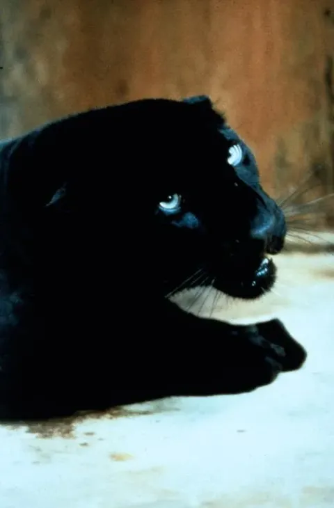Люди-кошки — кадр 7