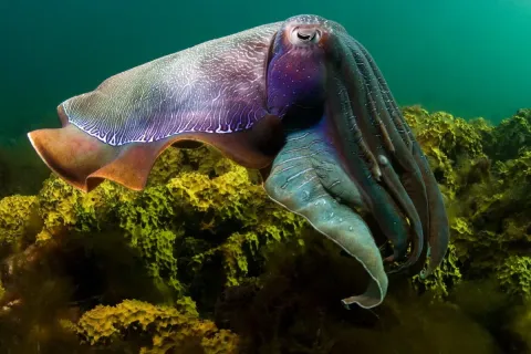 На глубине морской 3D — кадр 1