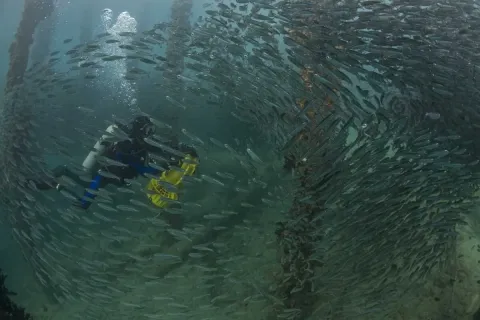 На глубине морской 3D — кадр 3