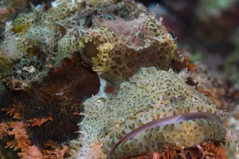 На глубине морской 3D — кадр 6