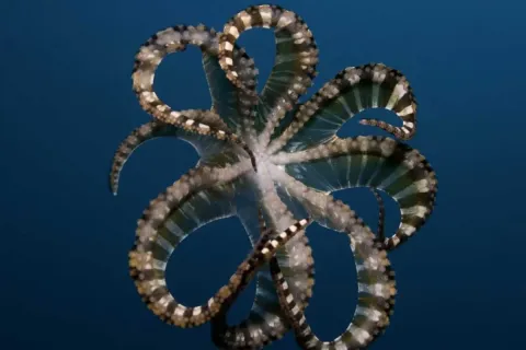 На глубине морской 3D — кадр 7