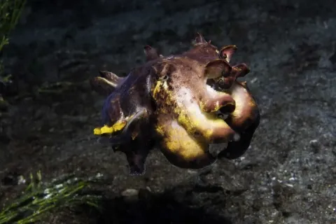 На глубине морской 3D — кадр 8