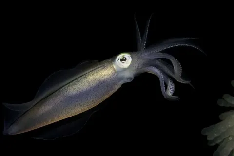 На глубине морской 3D — кадр 9