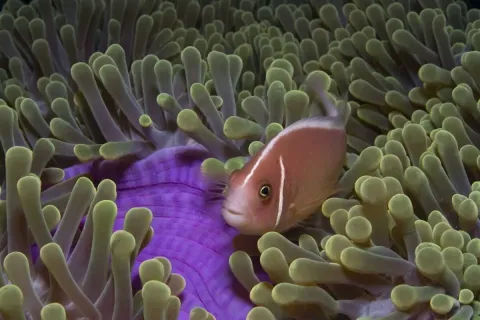 На глубине морской 3D — кадр 11