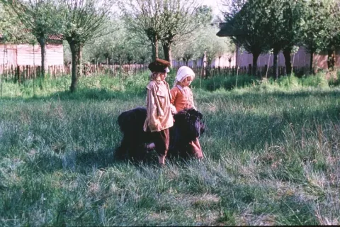 Фландрийский пес — кадр 1