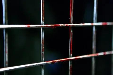 Стая — кадр 4