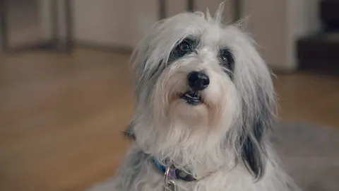 Человек против пчелы — кадр 6