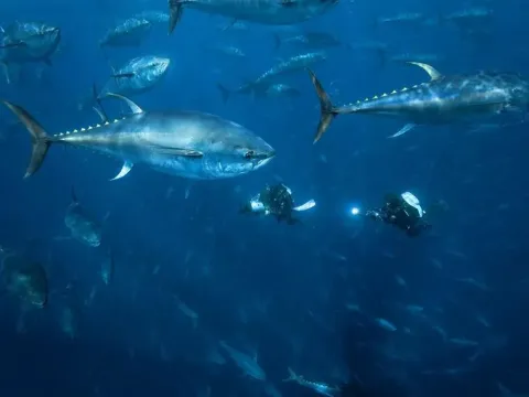 Океаны — кадр 11