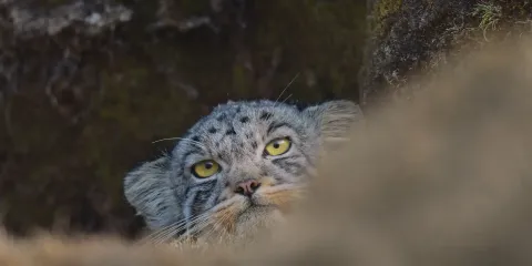 Снежный барс — кадр 2