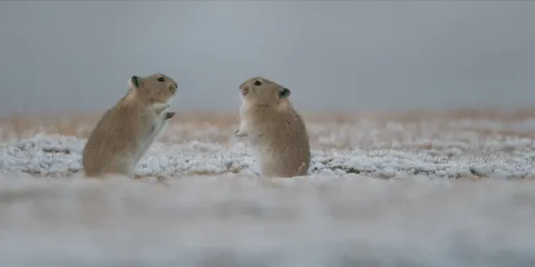 Снежный барс — кадр 4