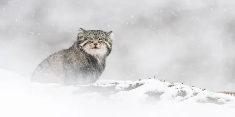 Снежный барс — кадр 5