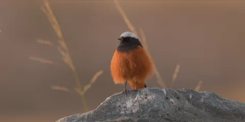 Снежный барс — кадр 7