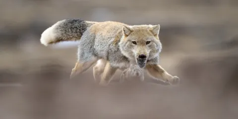 Снежный барс — кадр 8