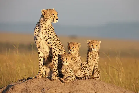 Африканские кошки: Королевство смелых — кадр 4