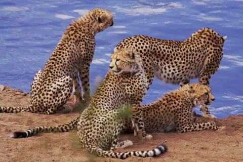 Африканские кошки: Королевство смелых — кадр 7