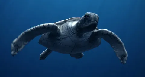 Морские динозавры 3D: Путешествие в доисторический мир — кадр 1