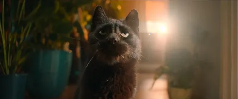 Я — кот — кадр 3