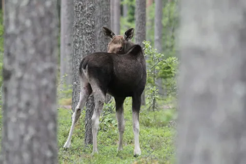 Чудесный лес — кадр 1