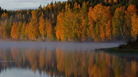 Чудесный лес — кадр 2