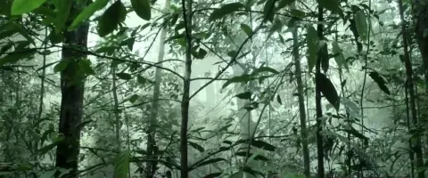 Однажды в лесу — кадр 2