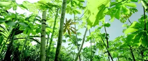 Однажды в лесу — кадр 3