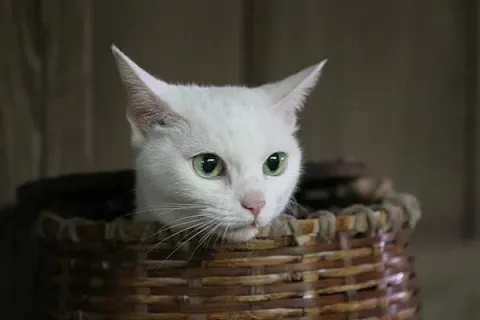 Самурай и кошка — кадр 2