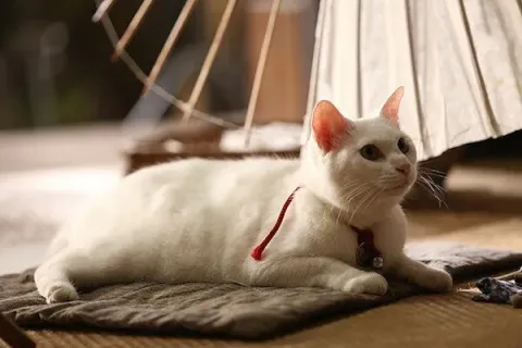 Самурай и кошка — кадр 3