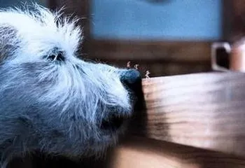 Дорогая, я уменьшил детей — кадр 3