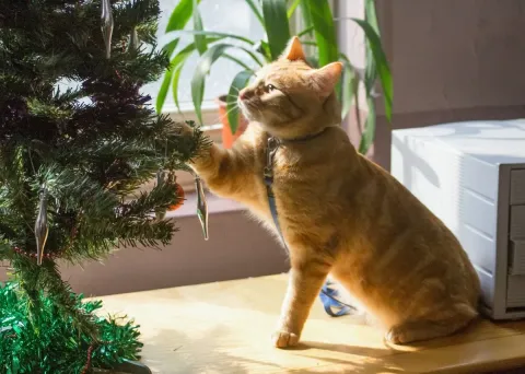 Уличный кот по кличке Боб — кадр 1