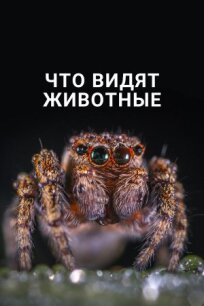 Что видят животные (2018)